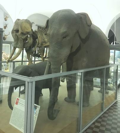 The Asian elephant (mounted animal and his skeleton) in the Zoological Museum of the Zoological Institute, St Petersburg