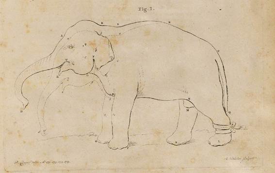 Drawings of an Asian elephant from the Petrus Camper’s book (1802)