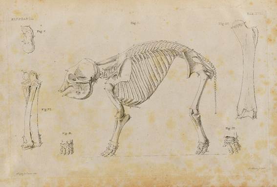 Drawings of an Asian elephant from the Petrus Camper’s book (1802)